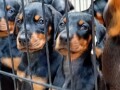 doberman-stenci-small-3