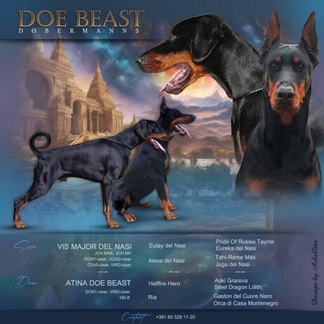 doberman-stenci-big-4