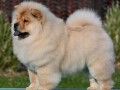 chow-chow-cau-cau-cau-cau-small-2