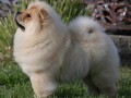 chow-chow-cau-cau-cau-cau-small-4