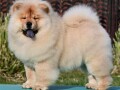 chow-chow-cau-cau-cau-cau-small-0