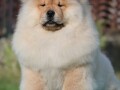 chow-chow-cau-cau-cau-cau-small-3