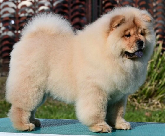 chow-chow-cau-cau-cau-cau-big-1