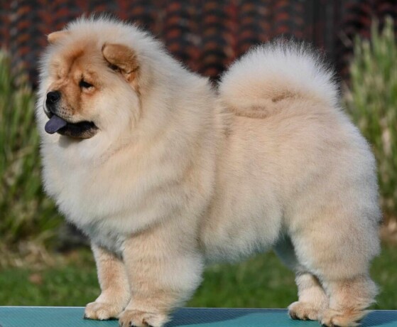 chow-chow-cau-cau-cau-cau-big-2