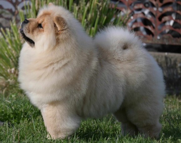 chow-chow-cau-cau-cau-cau-big-4