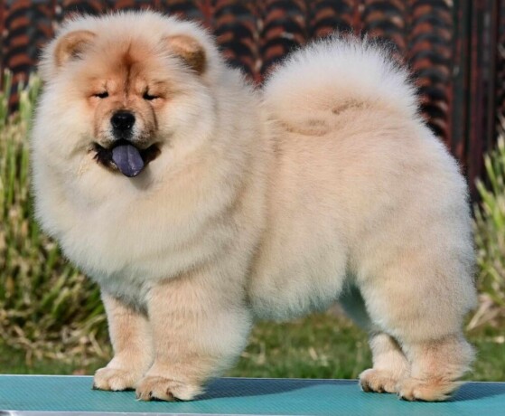 chow-chow-cau-cau-cau-cau-big-0