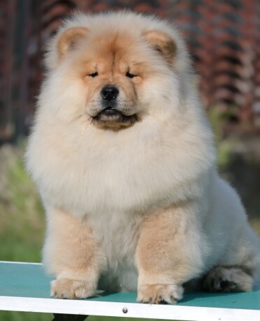 chow-chow-cau-cau-cau-cau-big-3