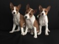 basenji-stenci-small-2