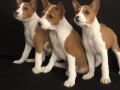 basenji-stenci-small-1