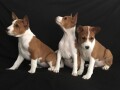 basenji-stenci-small-3