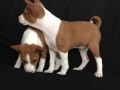 basenji-stenci-small-4