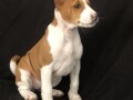 basenji-stenci-small-0