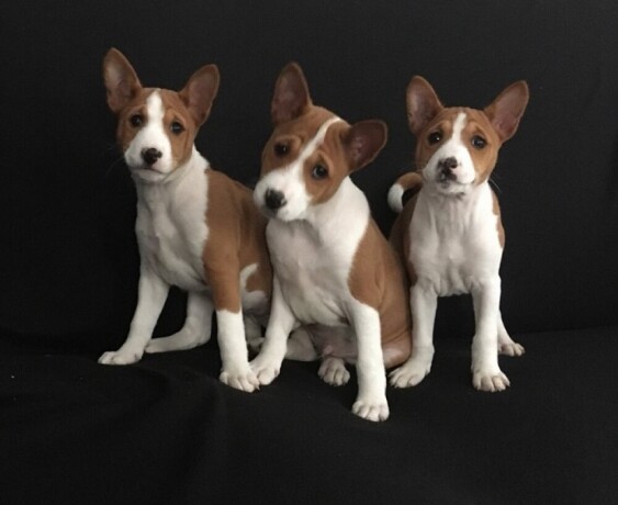 basenji-stenci-big-2