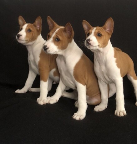 basenji-stenci-big-1