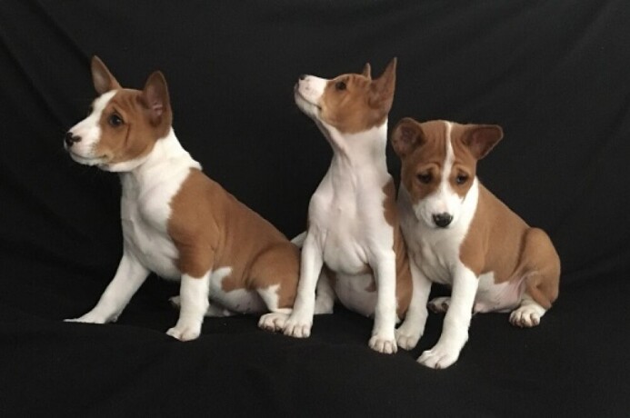 basenji-stenci-big-3