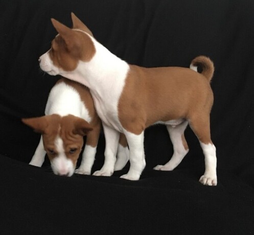 basenji-stenci-big-4