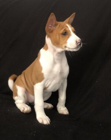 basenji-stenci-big-0