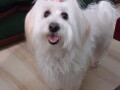 prodajem-stence-coton-de-tulear-small-0