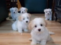 prodajem-stence-coton-de-tulear-small-1