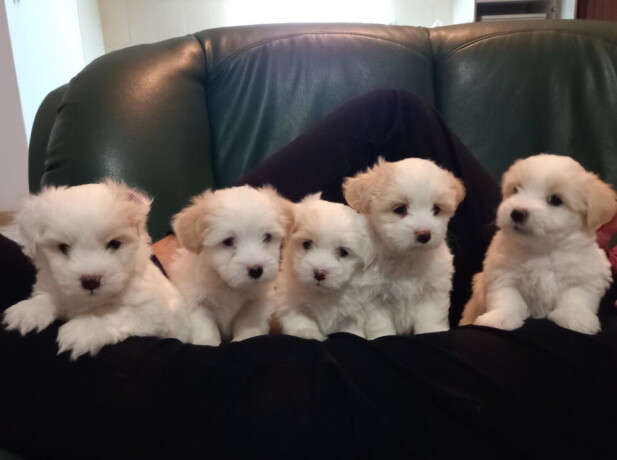 prodajem-stence-coton-de-tulear-big-2