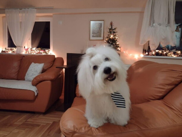 prodajem-stence-coton-de-tulear-big-3