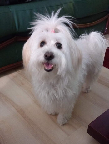 prodajem-stence-coton-de-tulear-big-0