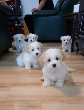 prodajem-stence-coton-de-tulear-big-1