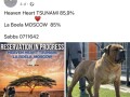 boerboel-juznoafricki-mastif-stenci-small-1