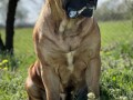 boerboel-juznoafricki-mastif-stenci-small-3