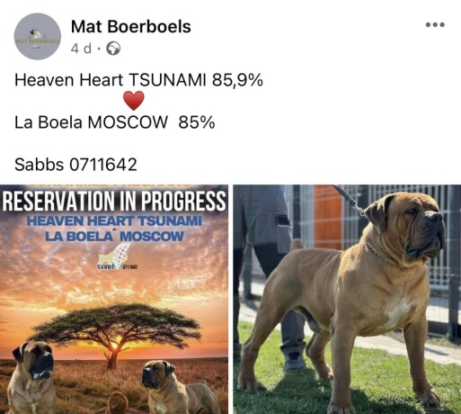 boerboel-juznoafricki-mastif-stenci-big-1