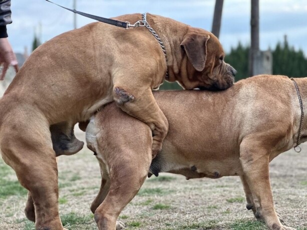 boerboel-juznoafricki-mastif-stenci-big-2