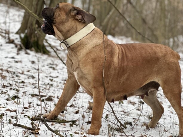 boerboel-juznoafricki-mastif-stenci-big-4