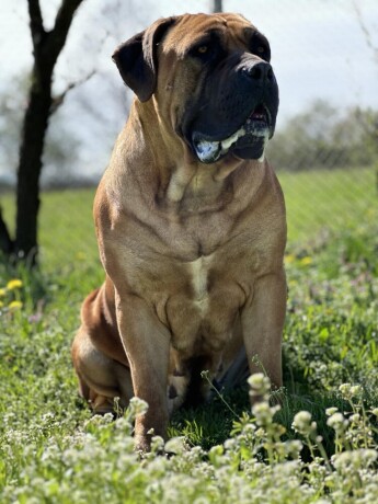 boerboel-juznoafricki-mastif-stenci-big-3