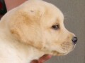 labrador-retriver-small-4