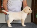 labrador-retriver-small-2