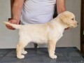 labrador-retriver-small-1