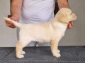 labrador-retriver-small-3