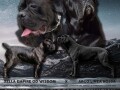 cane-corso-vrhunski-stenci-small-4