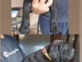 cane-corso-vrhunski-stenci-small-2