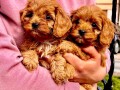 cavapoo-prelepi-stenci-small-2