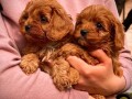 cavapoo-prelepi-stenci-small-1