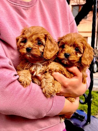 cavapoo-prelepi-stenci-big-2