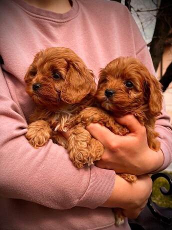 cavapoo-prelepi-stenci-big-1