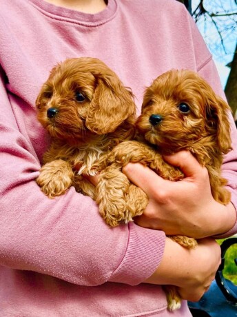 cavapoo-prelepi-stenci-big-0