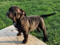 american-bully-midras-kennel-small-4