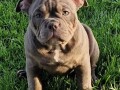 american-bully-midras-kennel-small-1