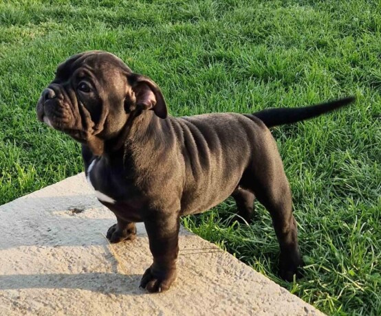 american-bully-midras-kennel-big-4