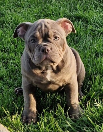 american-bully-midras-kennel-big-1