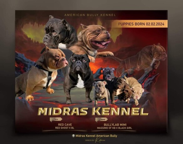 american-bully-midras-kennel-big-0