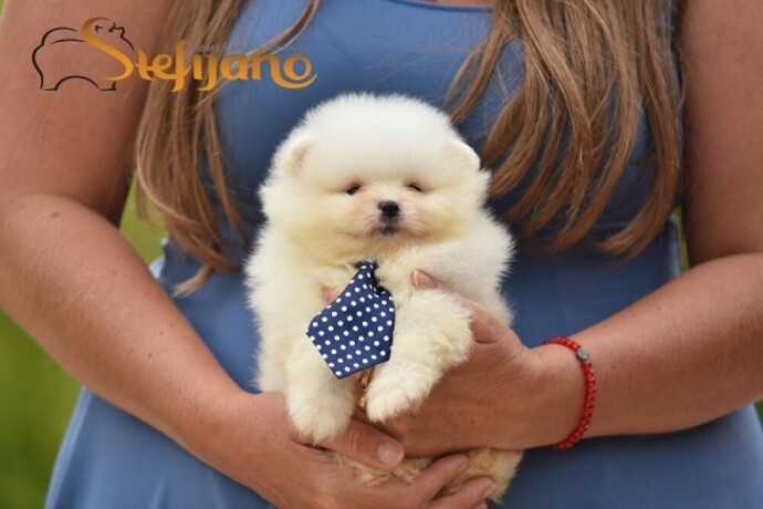 pomeranac-boo-tea-cup-stene-big-2